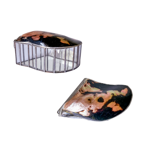 Brown Lipped Oyster Shell Welded Trinket Box