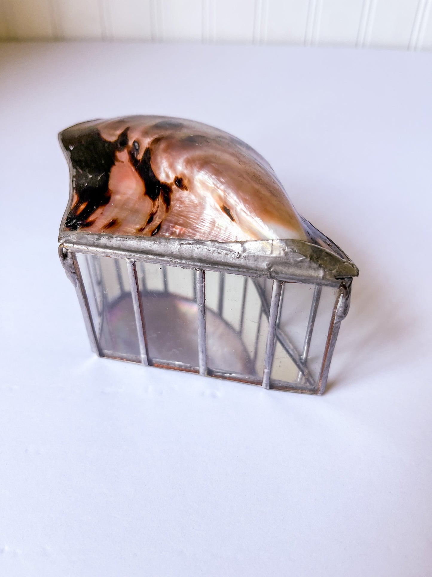 Brown Lipped Oyster Shell Welded Trinket Box