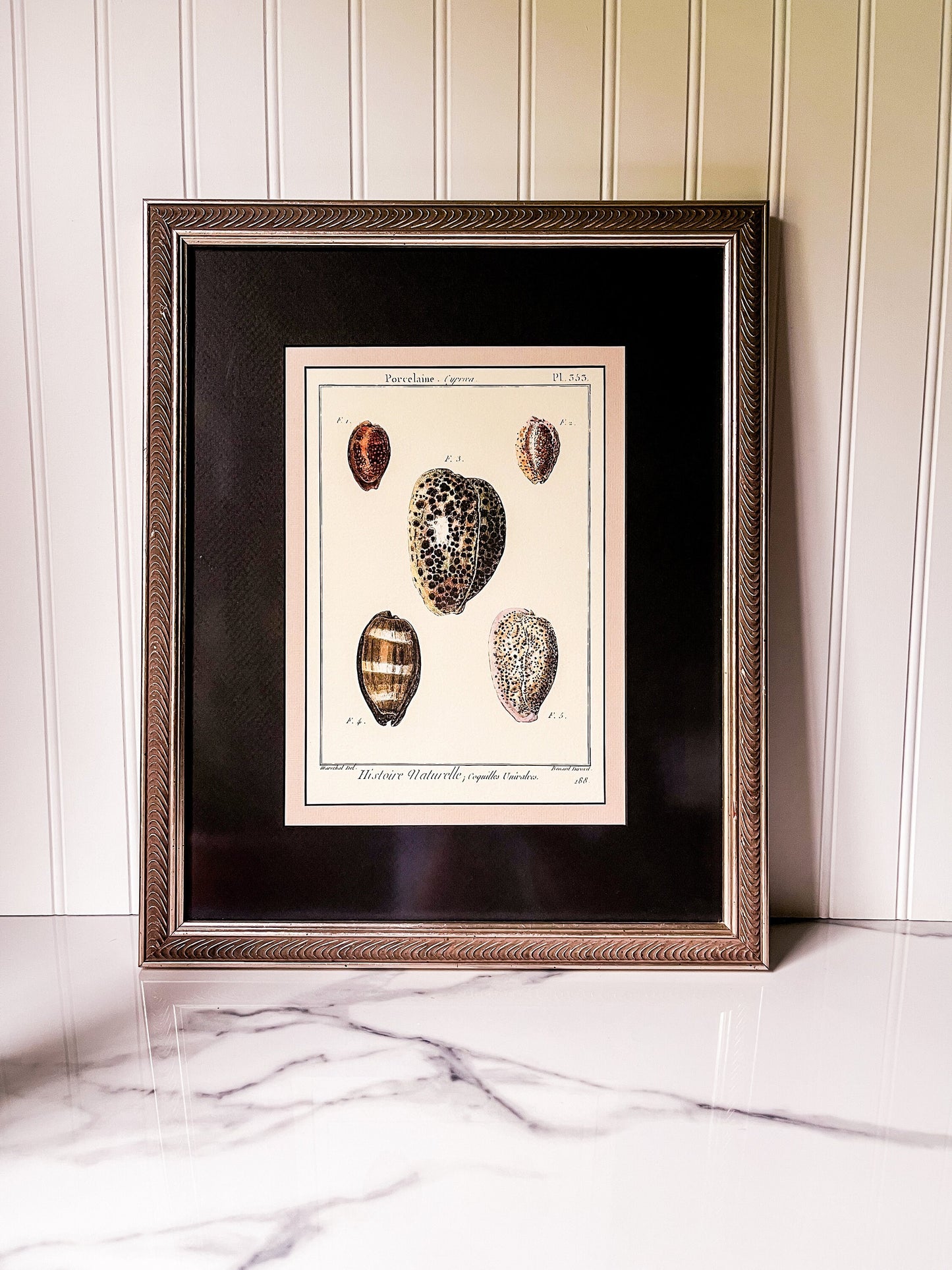 Set of 5 Professionally Framed Lamarck Shell Prints