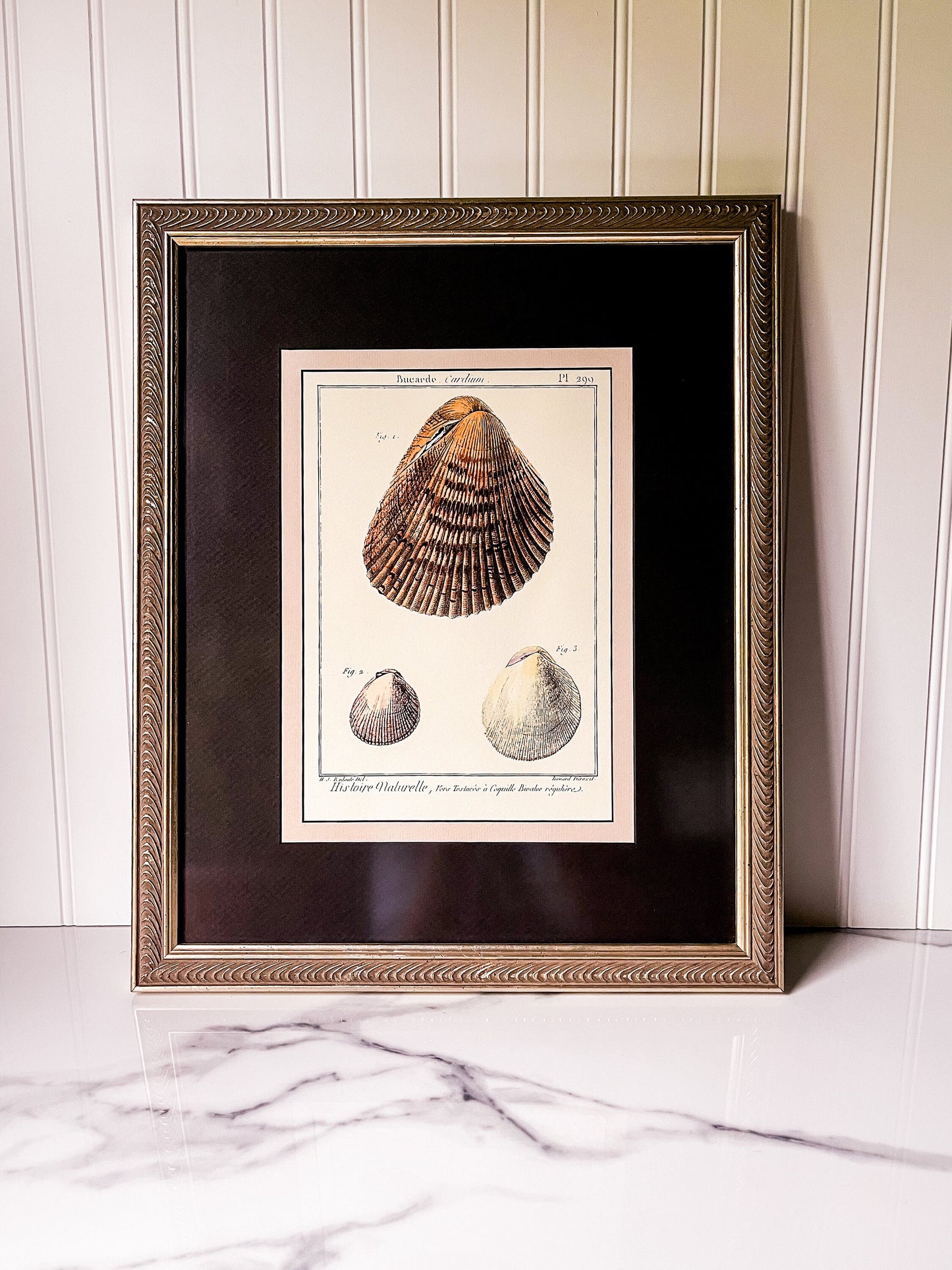 Set of 5 Professionally Framed Lamarck Shell Prints