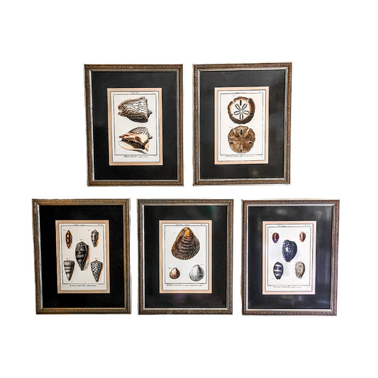 Set of 5 Professionally Framed Lamarck Shell Prints