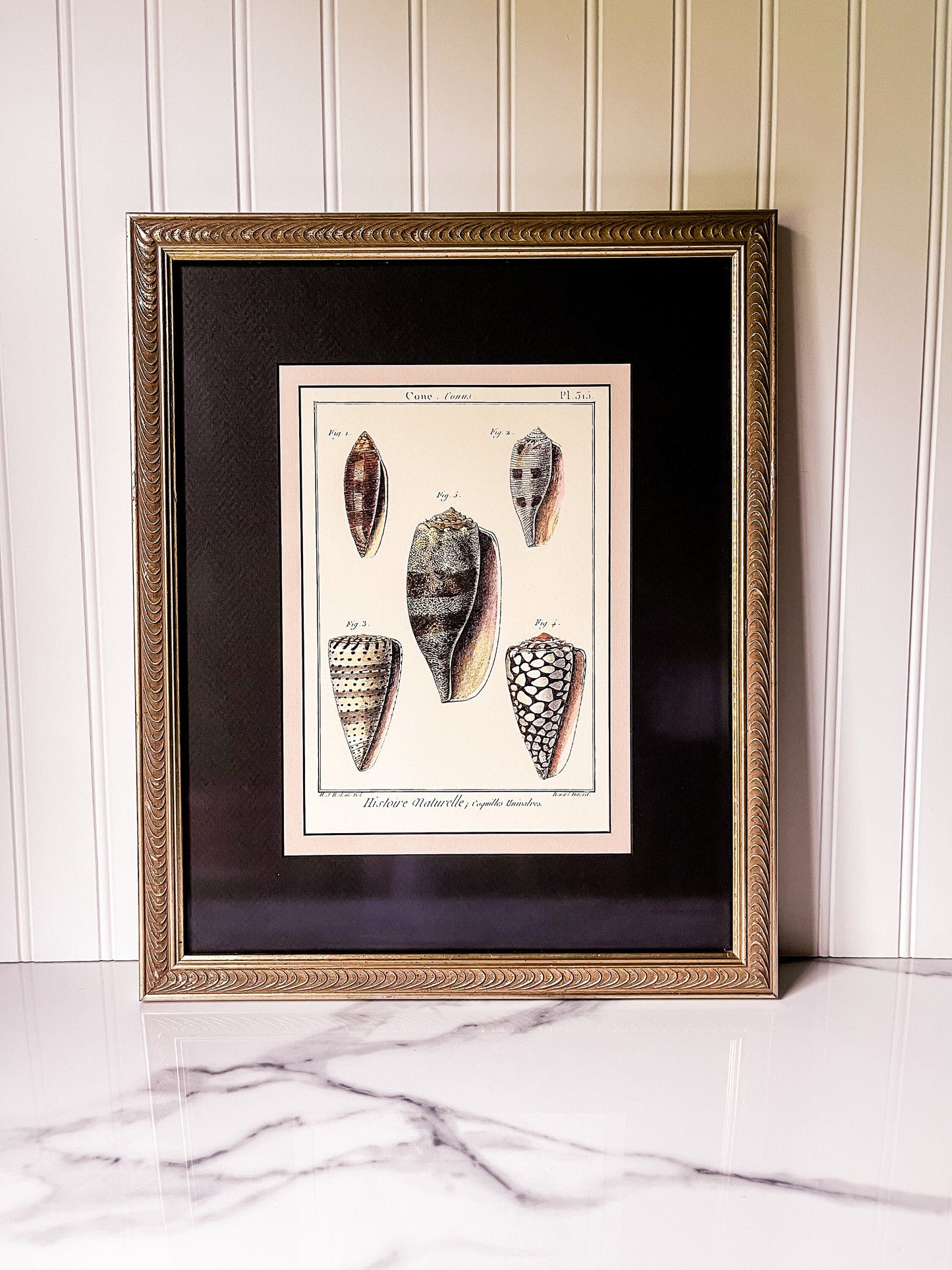 Set of 5 Professionally Framed Lamarck Shell Prints