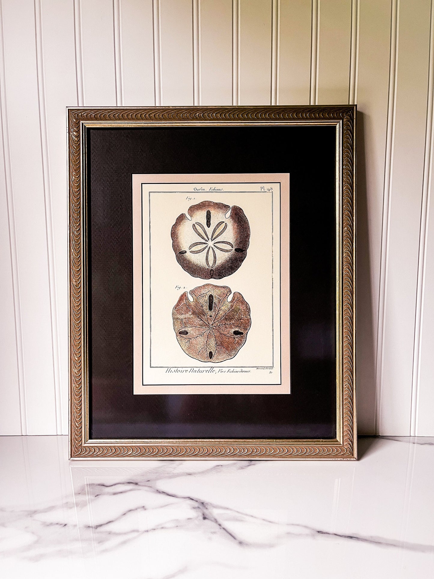 Set of 5 Professionally Framed Lamarck Shell Prints